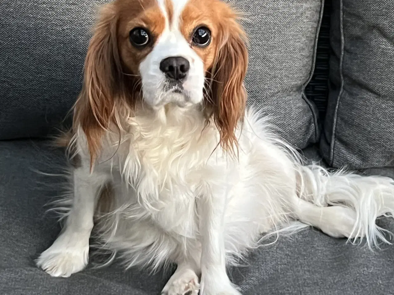 Billede 2 - Cavalier King Charles hvalpe m. stambog