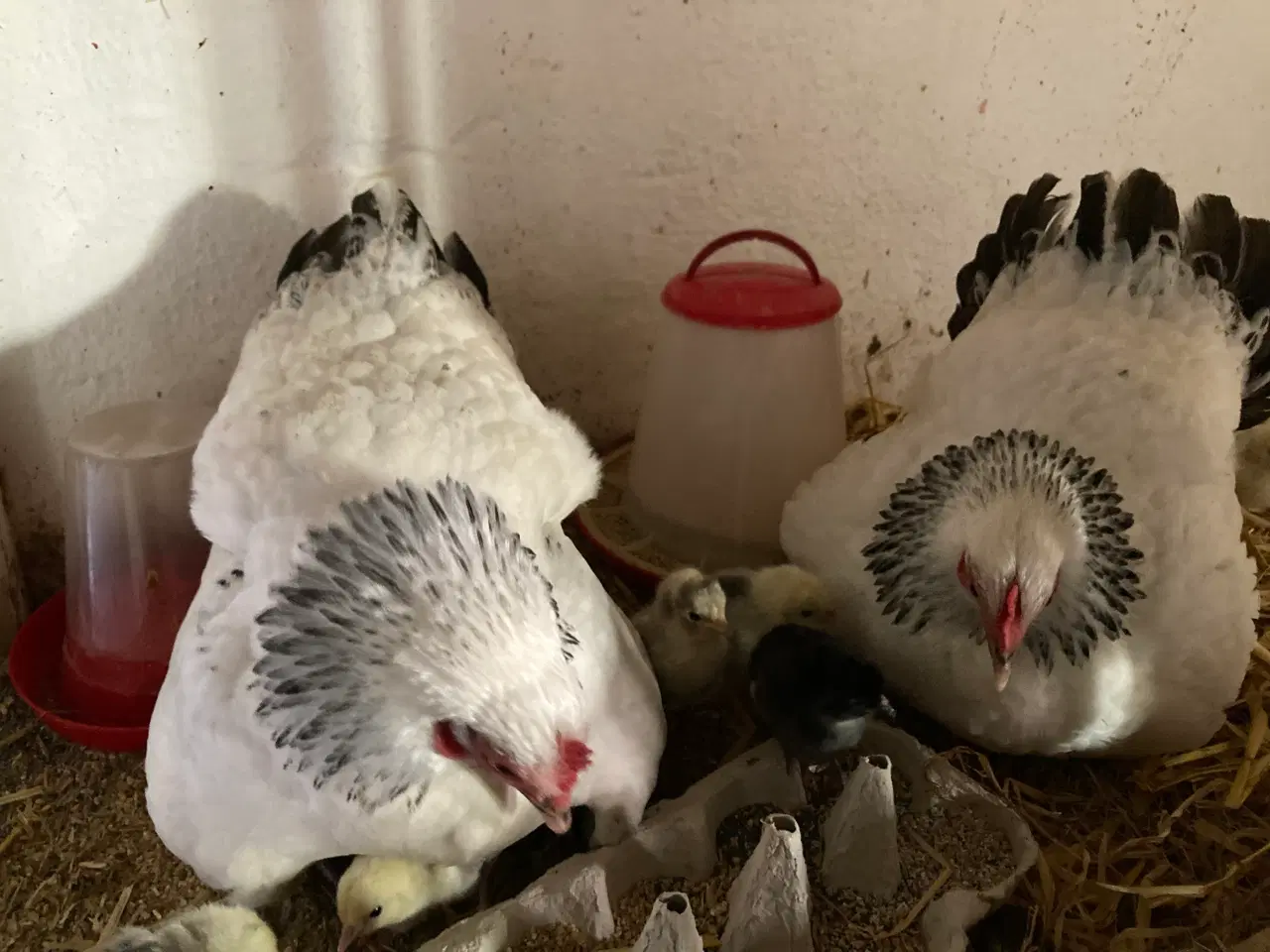 Billede 5 - Rugeæg af følgende dværghøns kan samles mod bestil