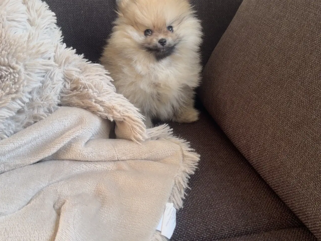 Billede 1 - Super sød dreng