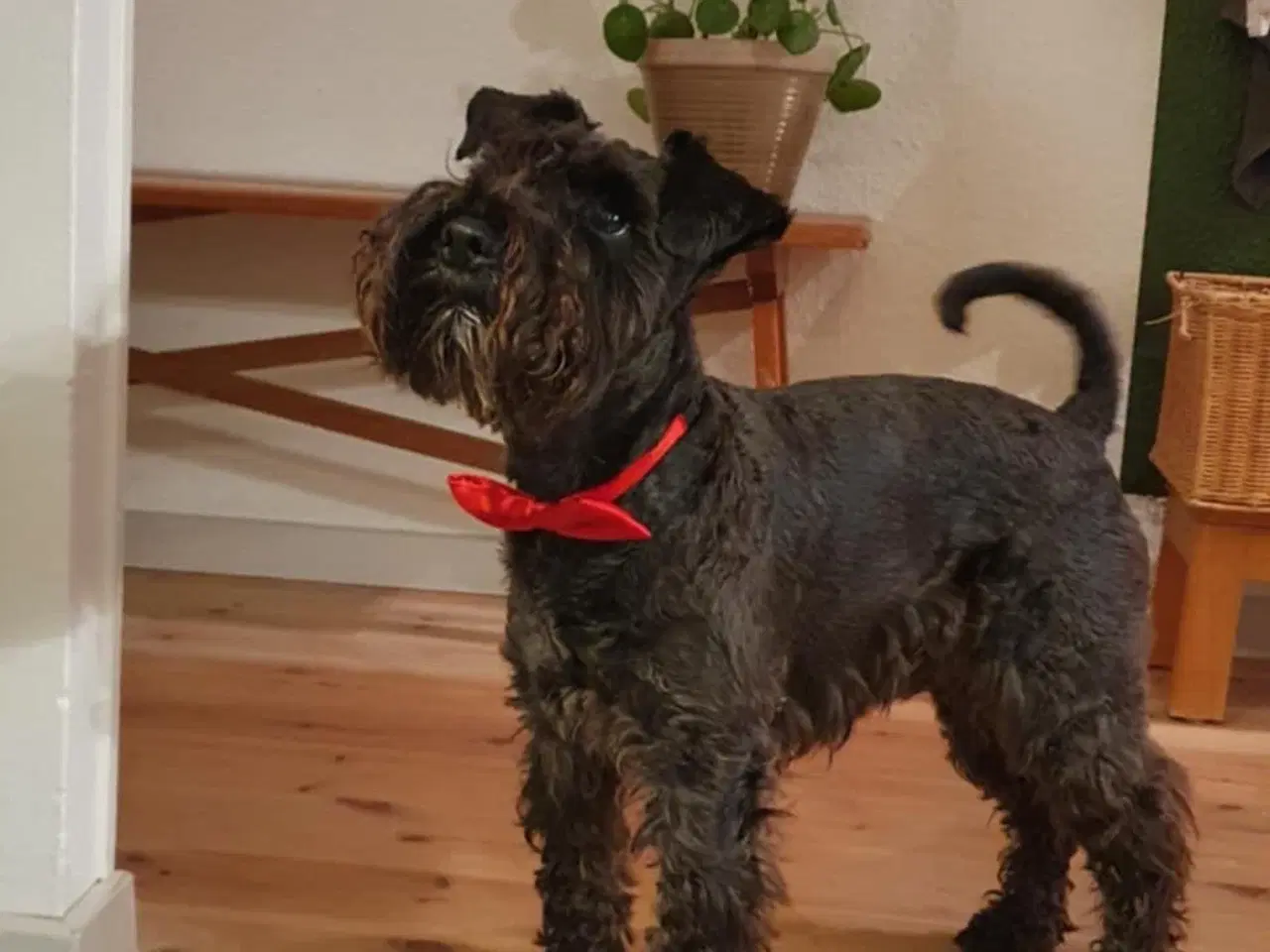 Billede 9 - Bichon Havanais/Jack Russel x Schnauzer tæve (gade