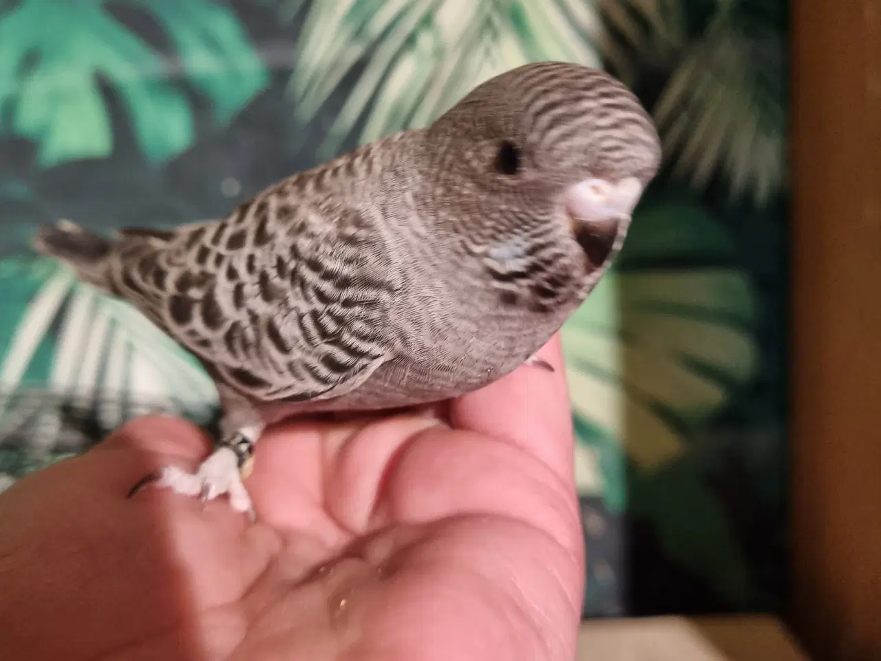 Billede 2 - Blackface undulat (unger)