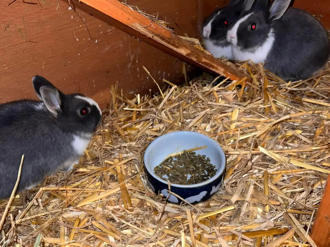 Billede 1 - Kaniner bortgives 