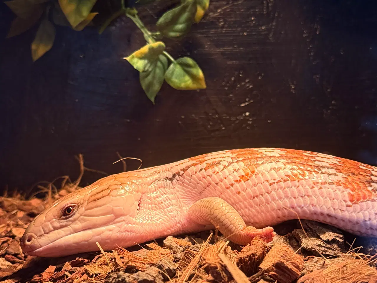 Billede 2 - Blåtunget skink han