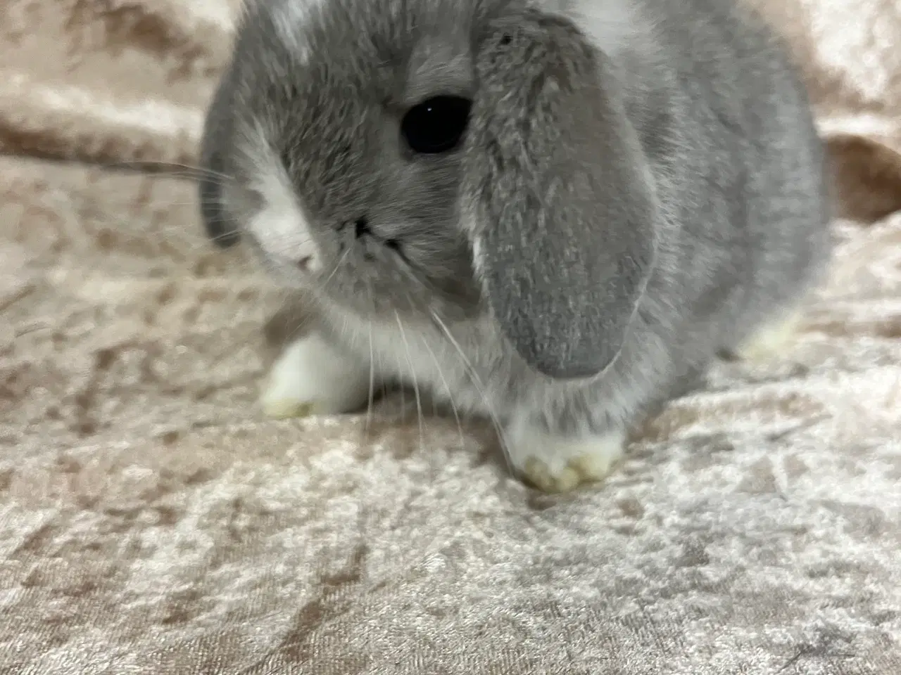 Billede 2 - Mini lop
