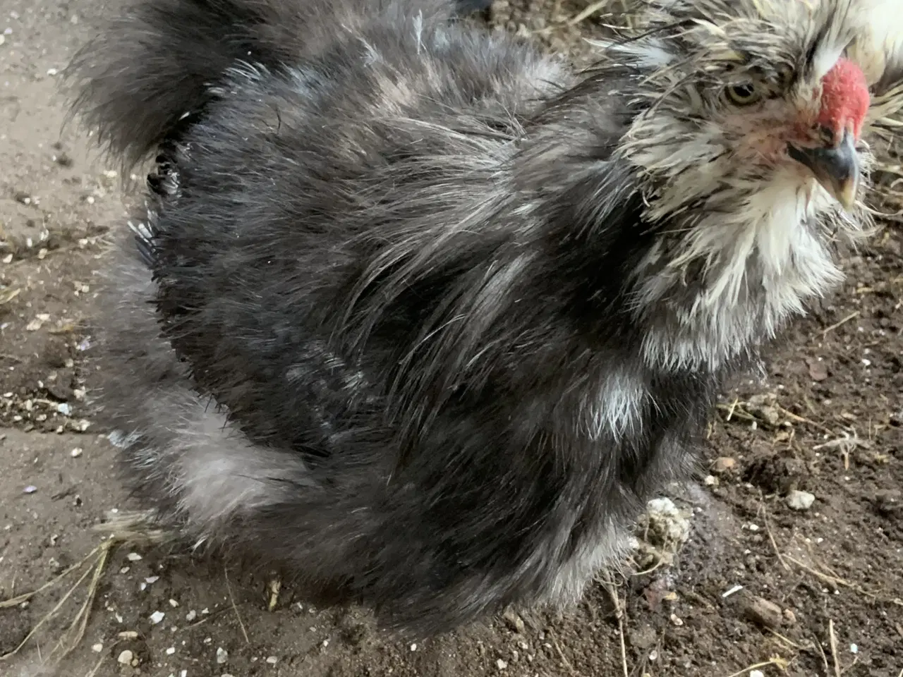 Billede 1 - Us silke