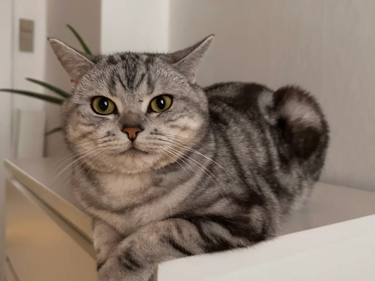 Billede 7 - Han kat british shorthair