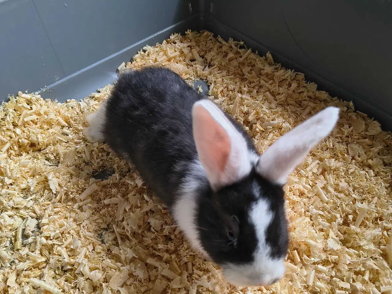 Billede 3 - Kaniner 