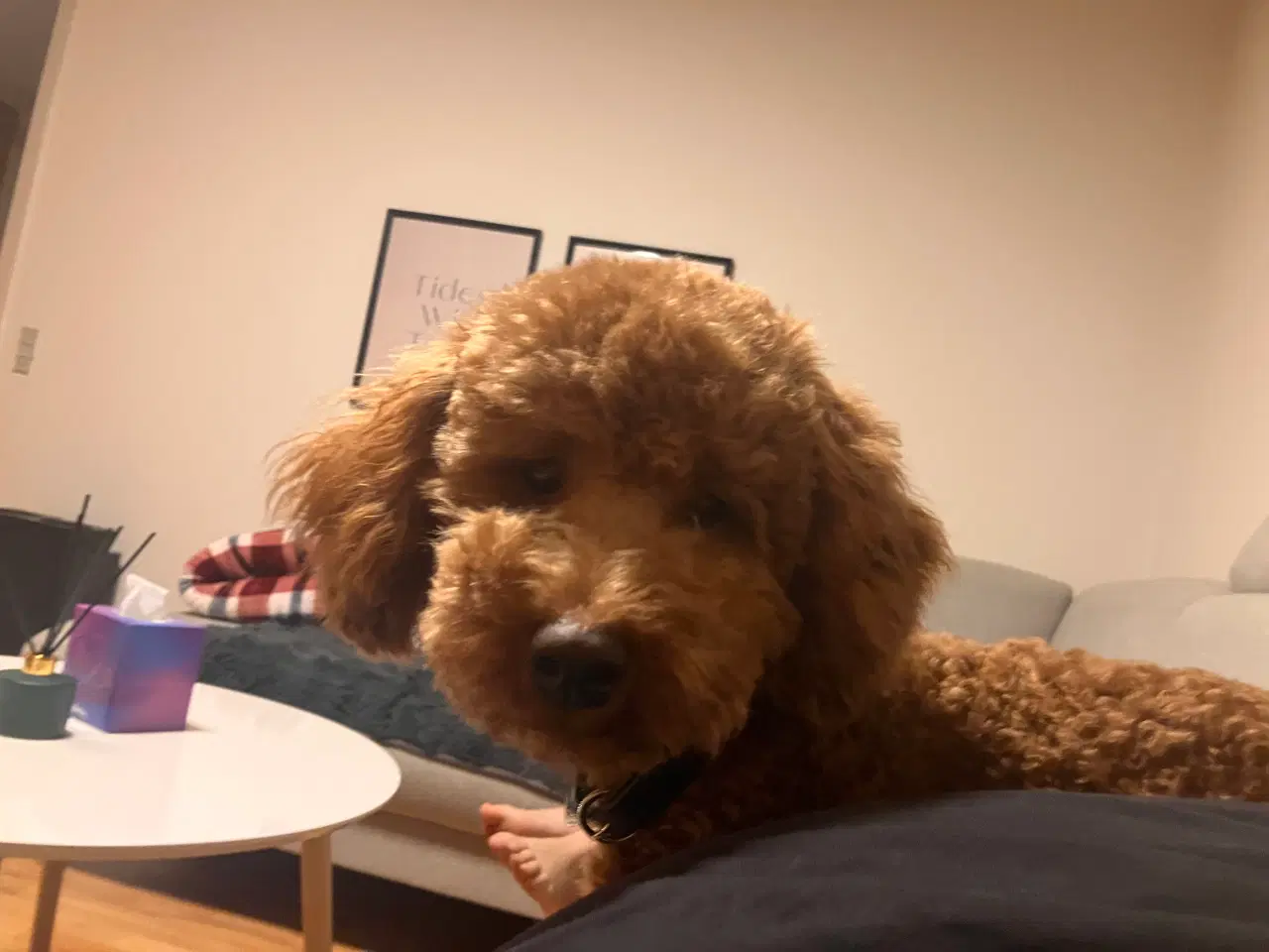 Billede 4 - Lui Puddel Parring