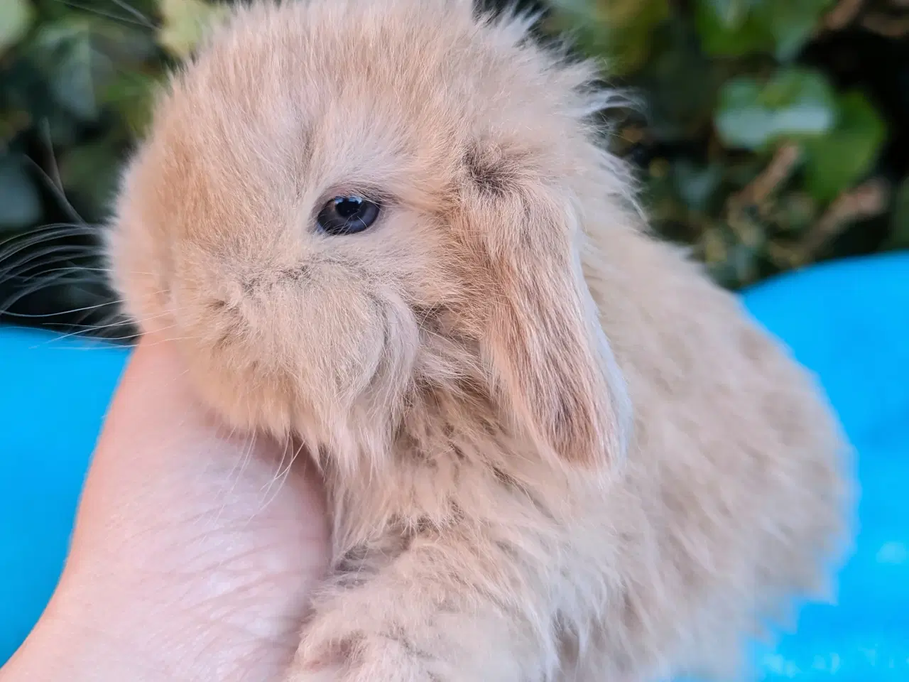 Billede 8 - Minilop kaninunge sælges 