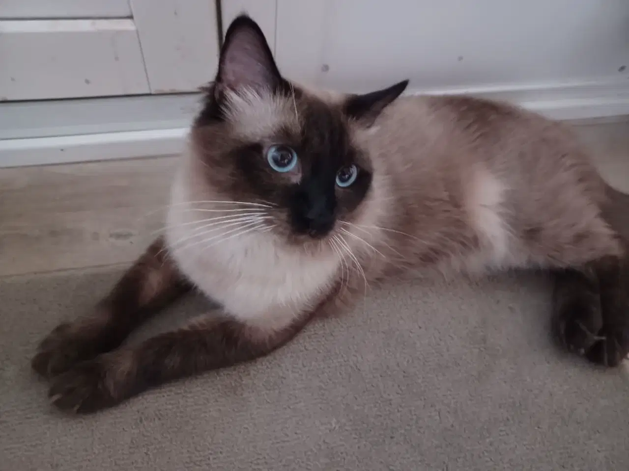 Billede 6 - Lækker ragdoll dreng med sjælden maske