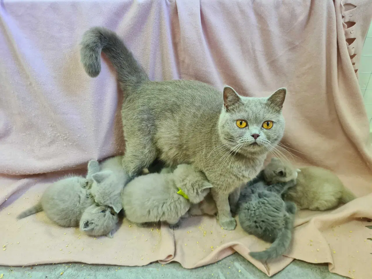 Billede 12 - British Shorthair killinger 