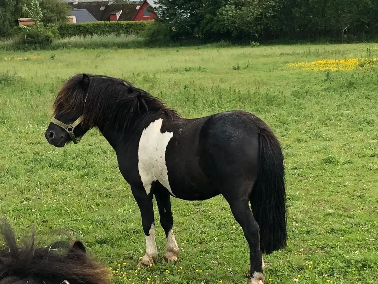 Billede 6 - Shetlænder / islænder blanding