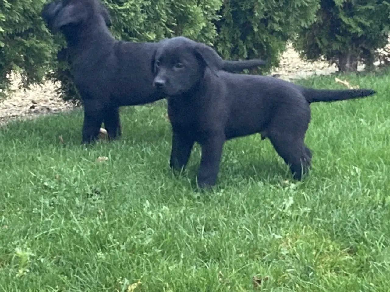 Billede 7 - Ægte labrador hvalpe sælges 