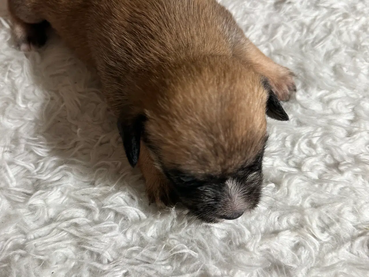 Billede 12 - Hunde valpe malteserblanding