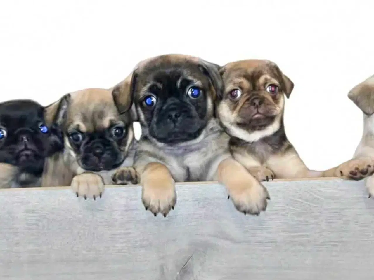 Billede 7 - Sødeste blandingshvalpe Mops/pekingeser/chihuahua 