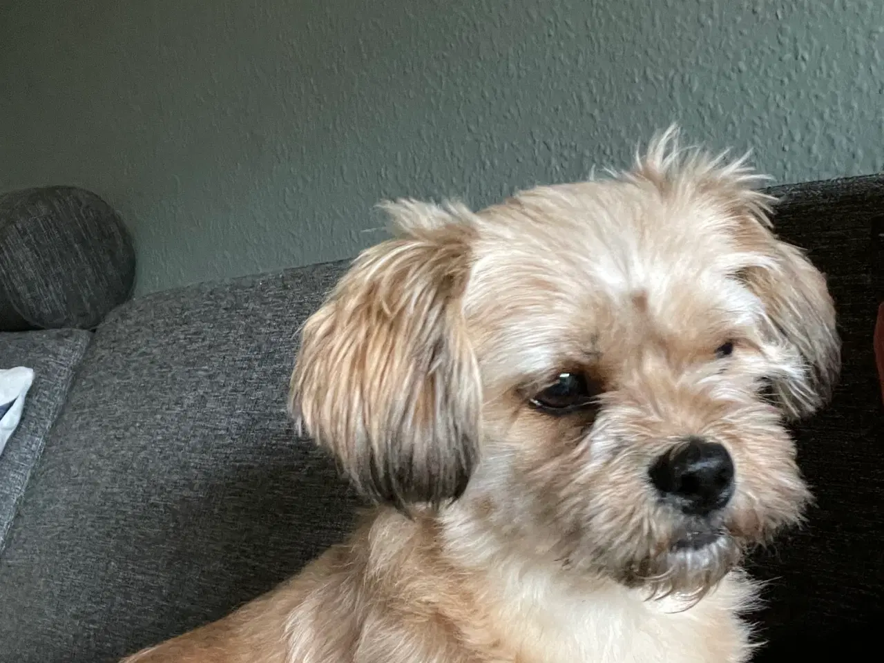 Billede 1 - Lille hund 