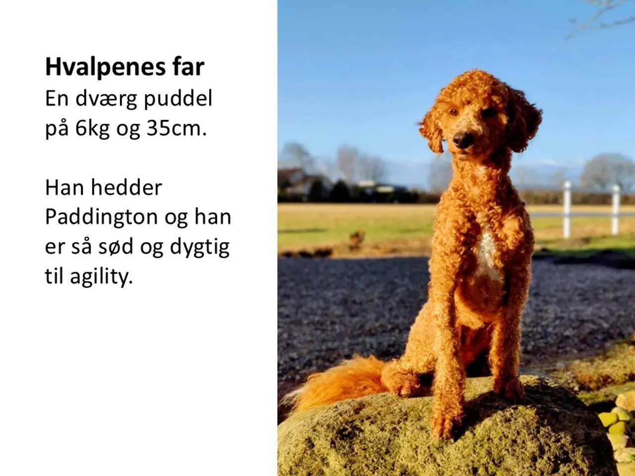 Billede 3 - Sproodle/springerdoodle hvalpe i vente