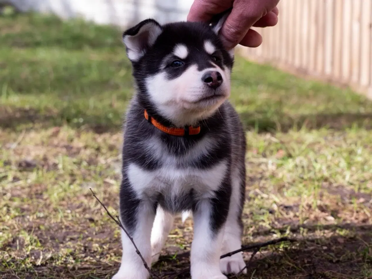Billede 9 - Alaskan Husky/malamute hvalpe