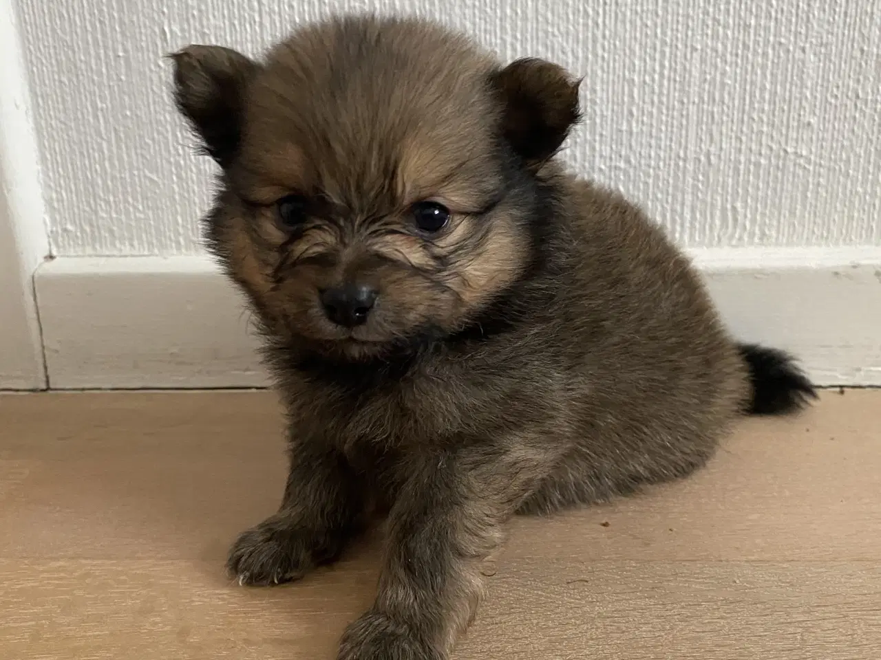 Billede 5 - Pomeranian hvalpe 4 drenge