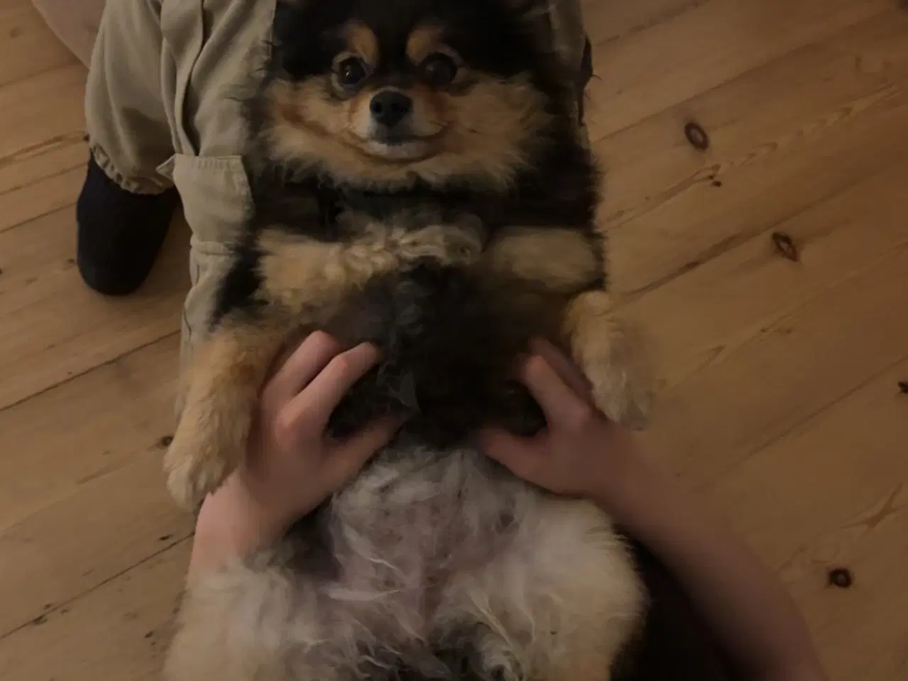 Billede 6 - Pomeranian merle 