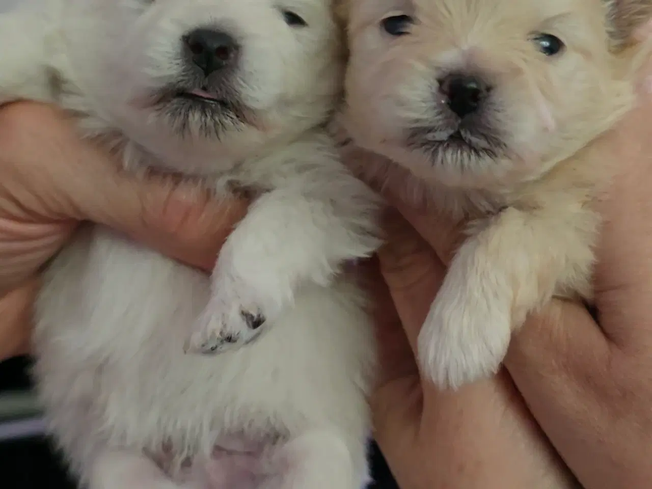 Billede 12 - Pomeranian hvalpe , 4 søde drenge. 
