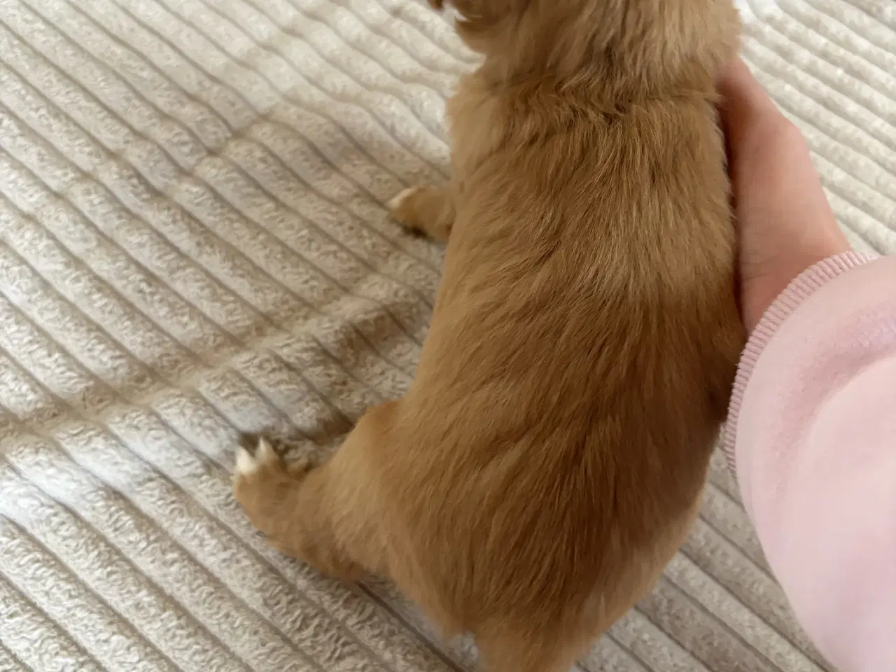 Billede 3 - hunde valpe