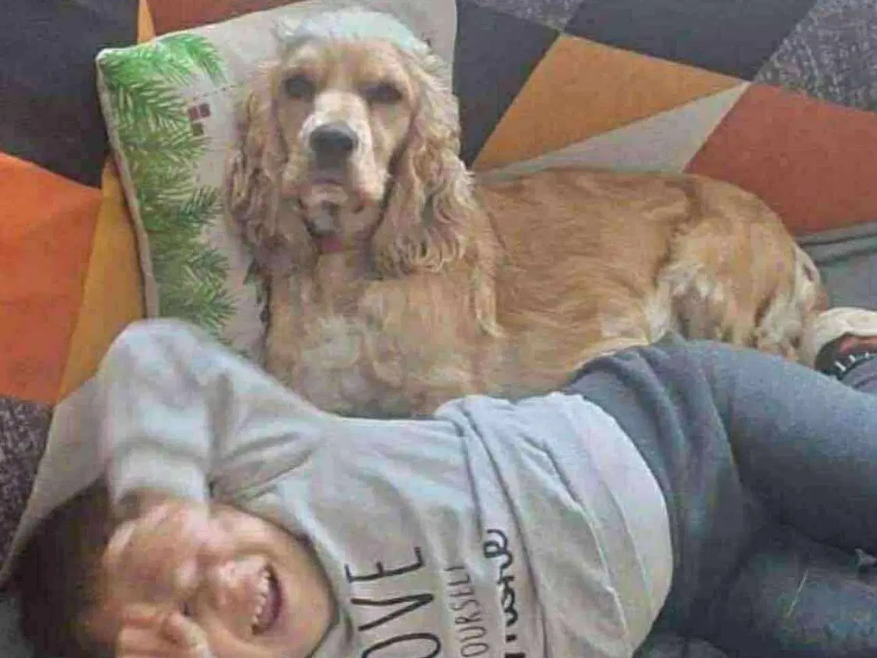 Billede 6 - Cockerspaniel par søger ny familie