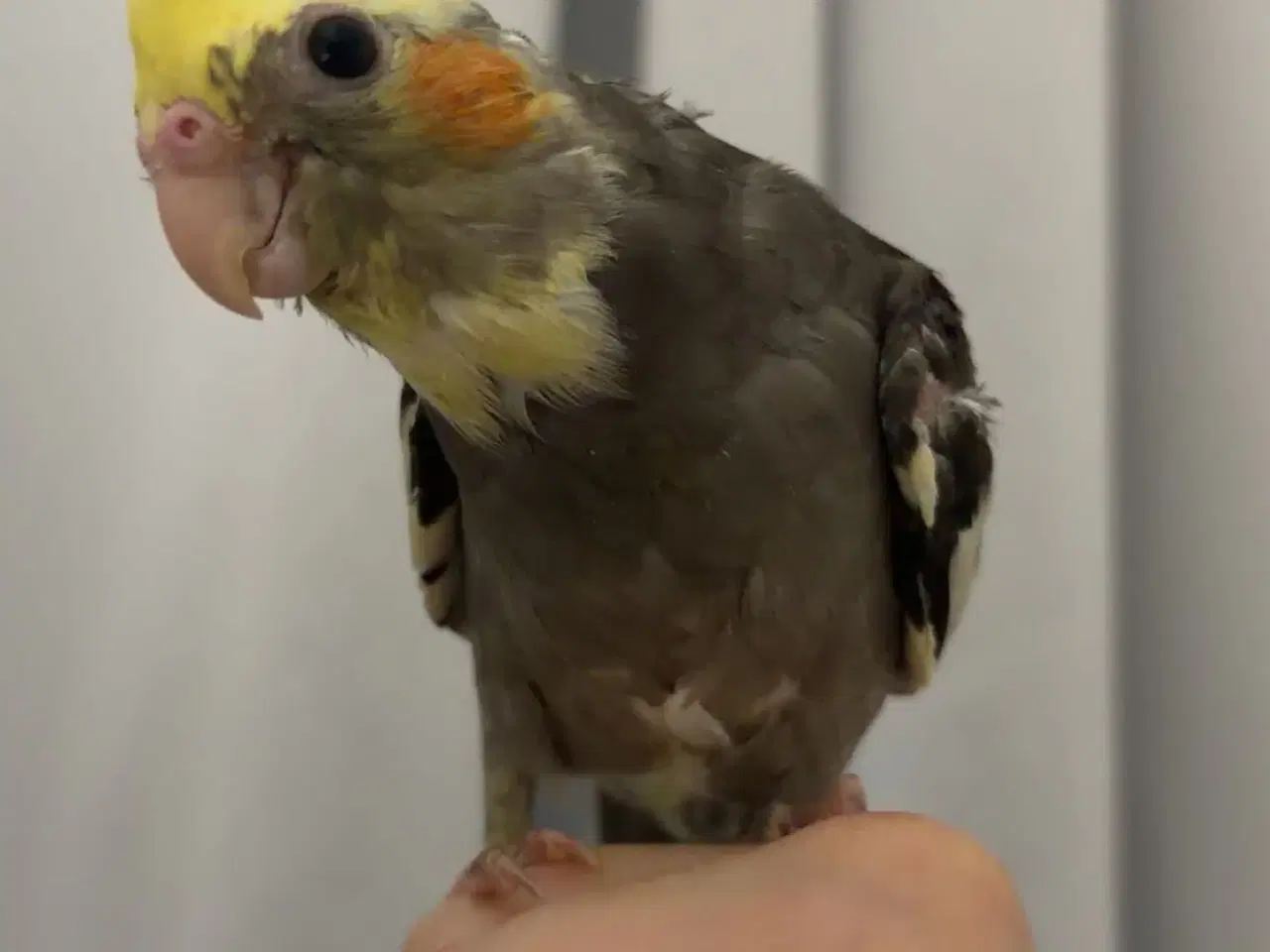 Billede 1 - 100% Tammr nymfeparakit unger