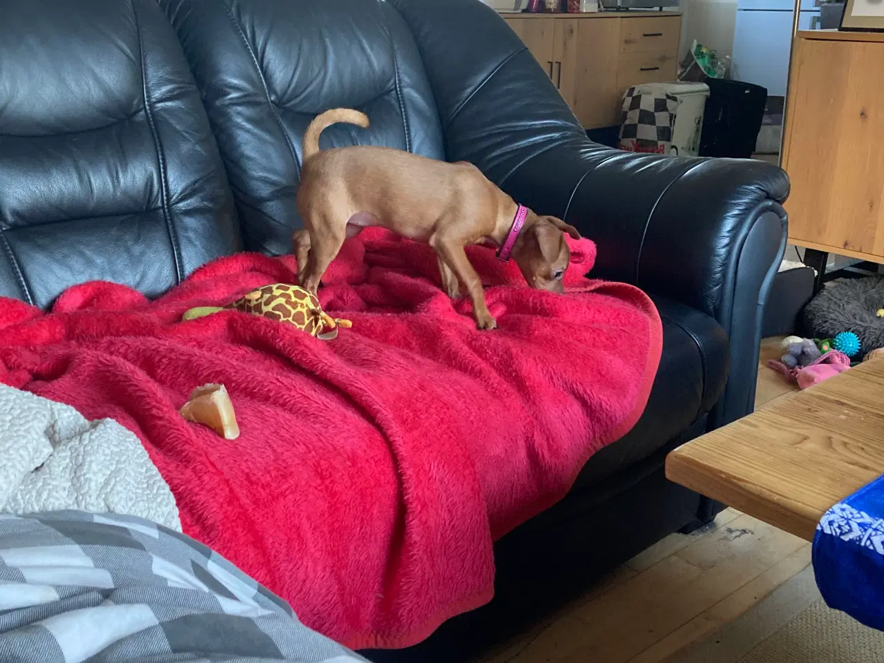 Billede 3 - Bette sød dejlig tæve med krudt i numsen