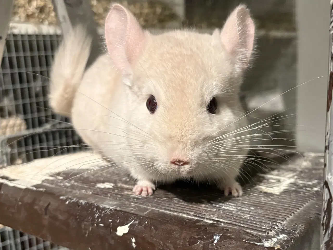 Billede 1 - HAN goldbar chinchilla