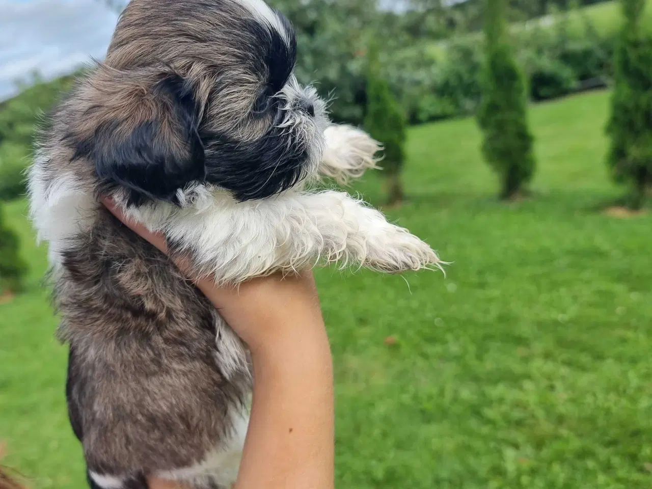 Billede 10 - Shih Tzu-hvalpe 