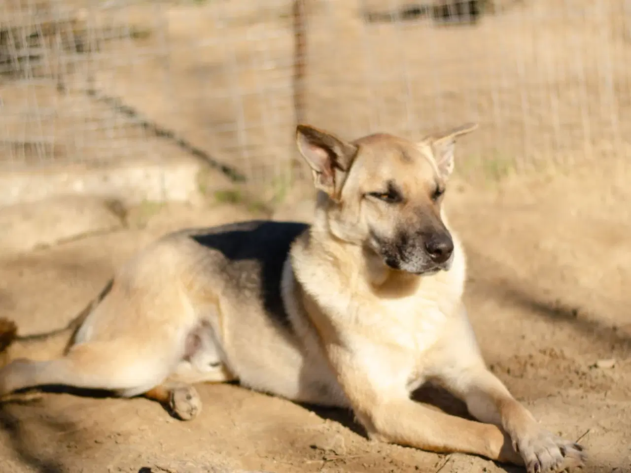 Billede 8 - Super smuk han søger familie