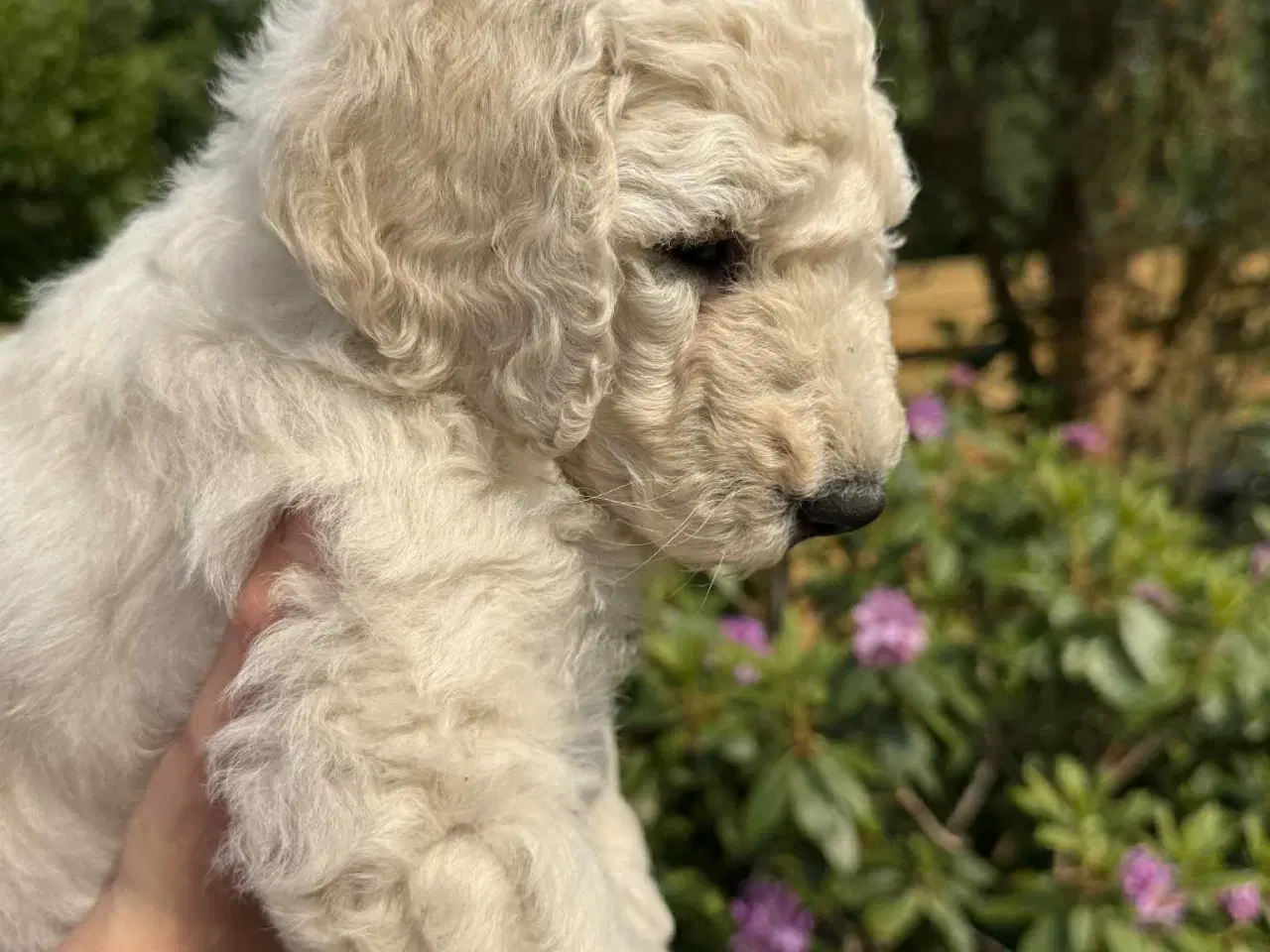Billede 8 -  Goldendoodle 2. generation 