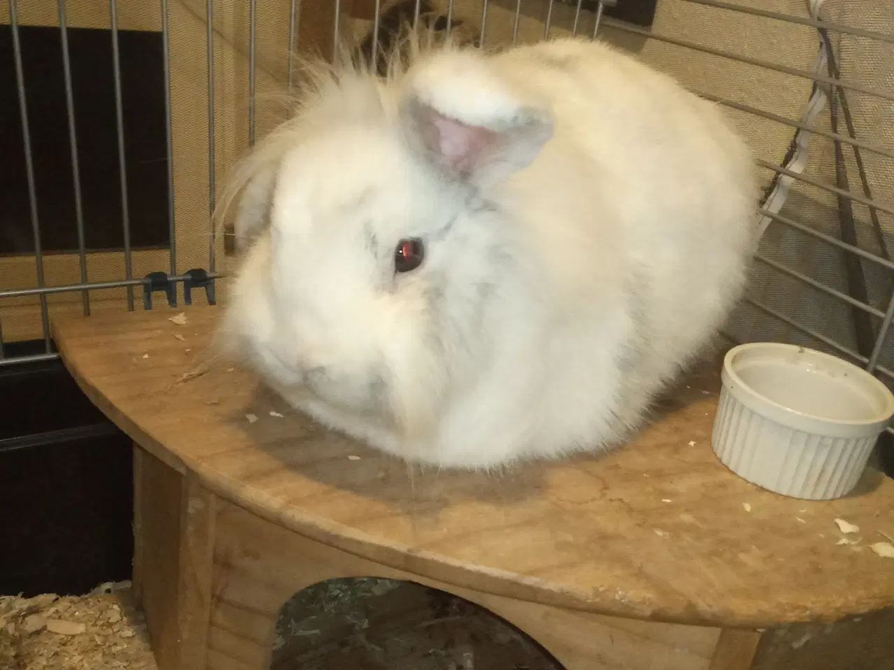 Billede 6 - Skøn og kælen han kanin, blanding mellem løvehoved