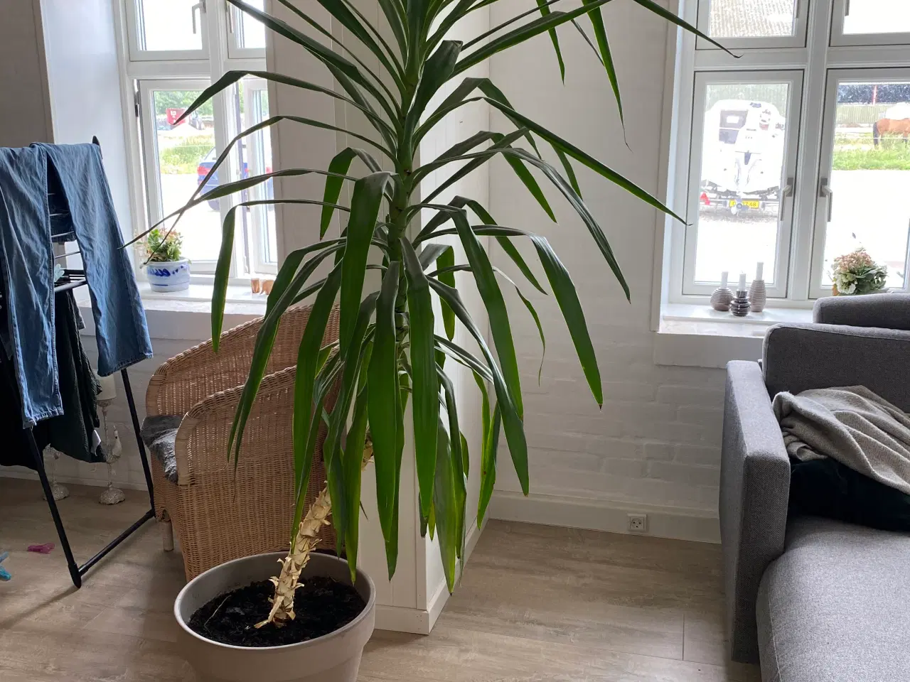 Billede 2 - Stueplante dracaena