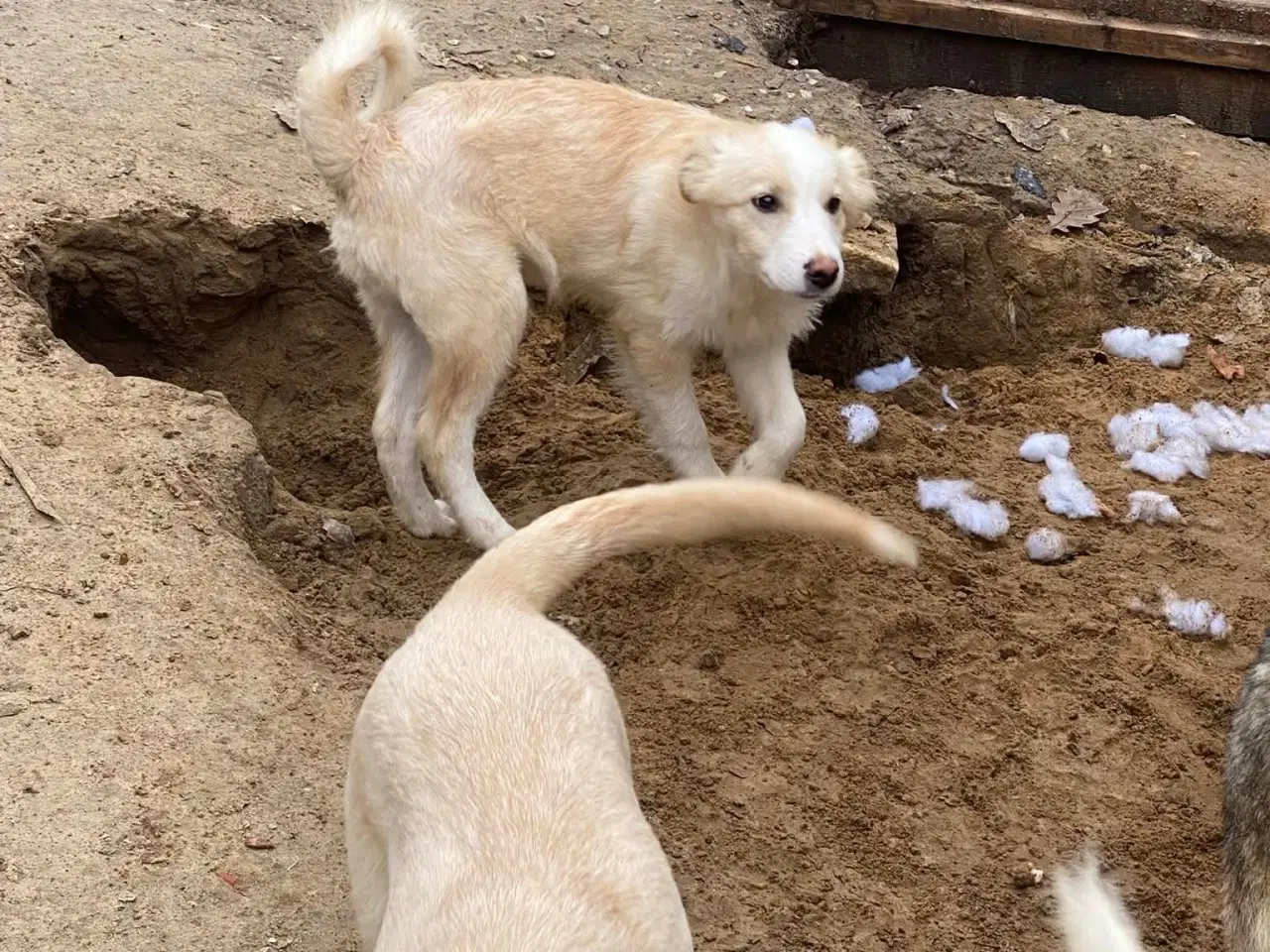 Billede 4 - Skønne Aslak søger familie 💙