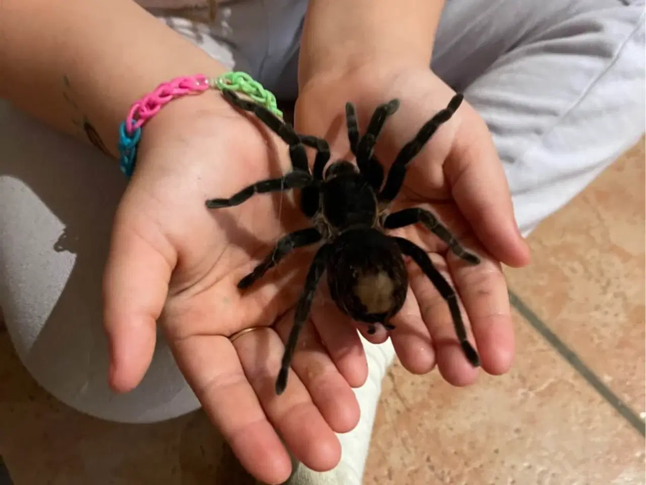 Billede 5 - exo terra + Brachypelma / Lasiodora parahybana