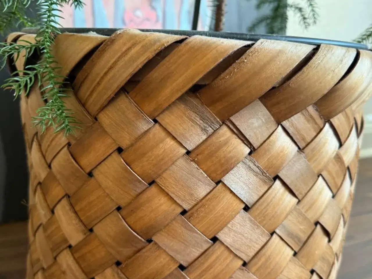 Billede 4 - Aracuaria med krukke