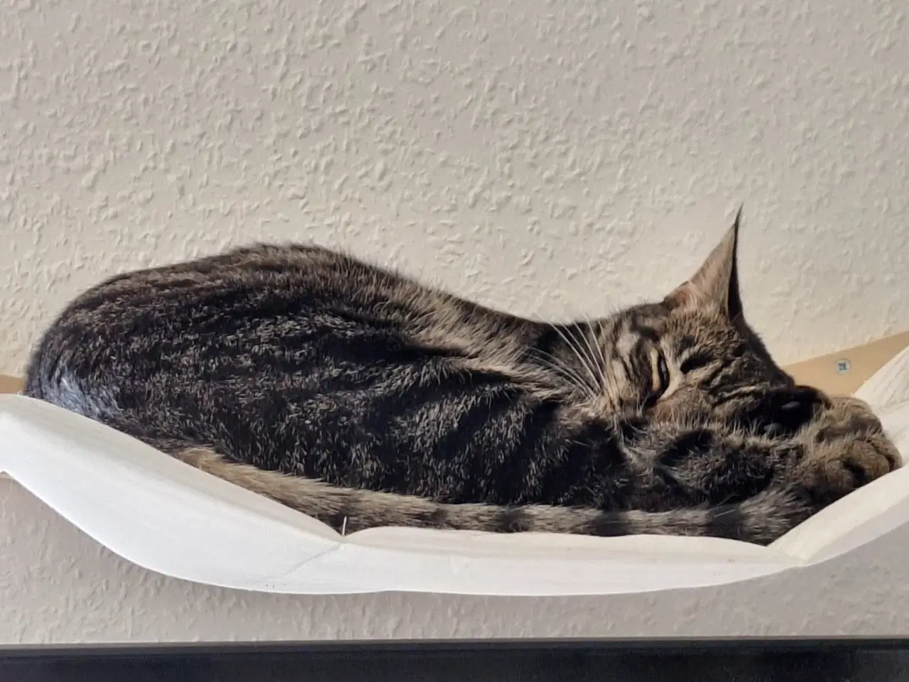 Billede 1 - Kælen Kat