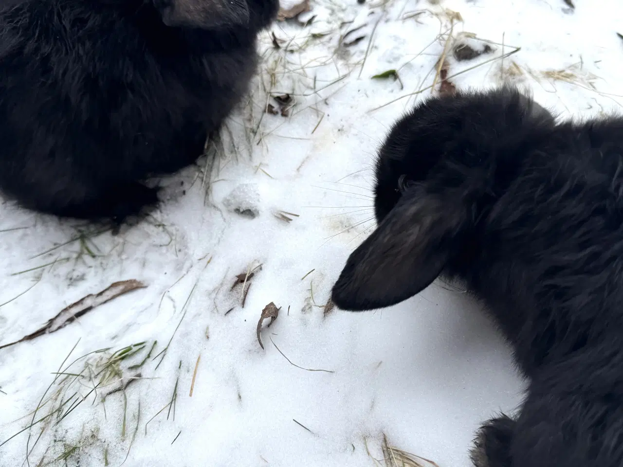 Billede 15 - Han Dværgvædder unger sælges 