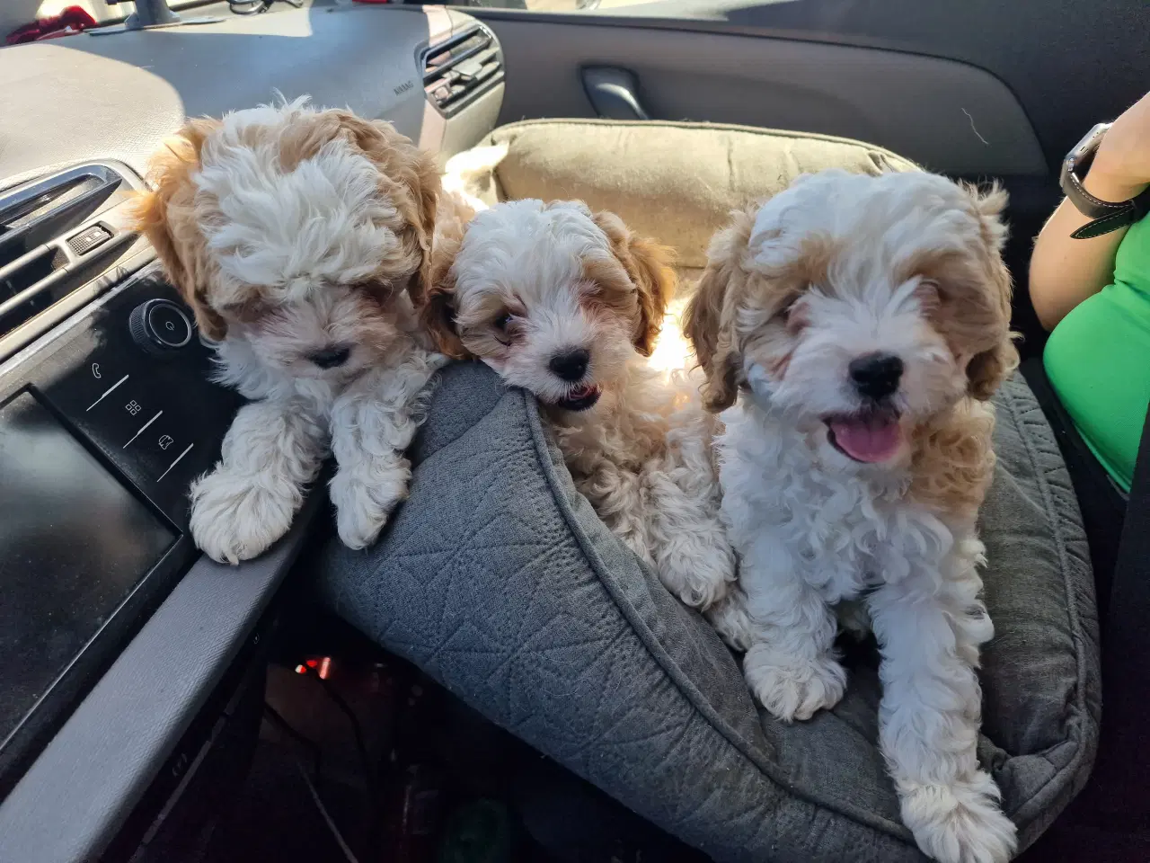 Billede 1 - Cavapoo hvalpe
