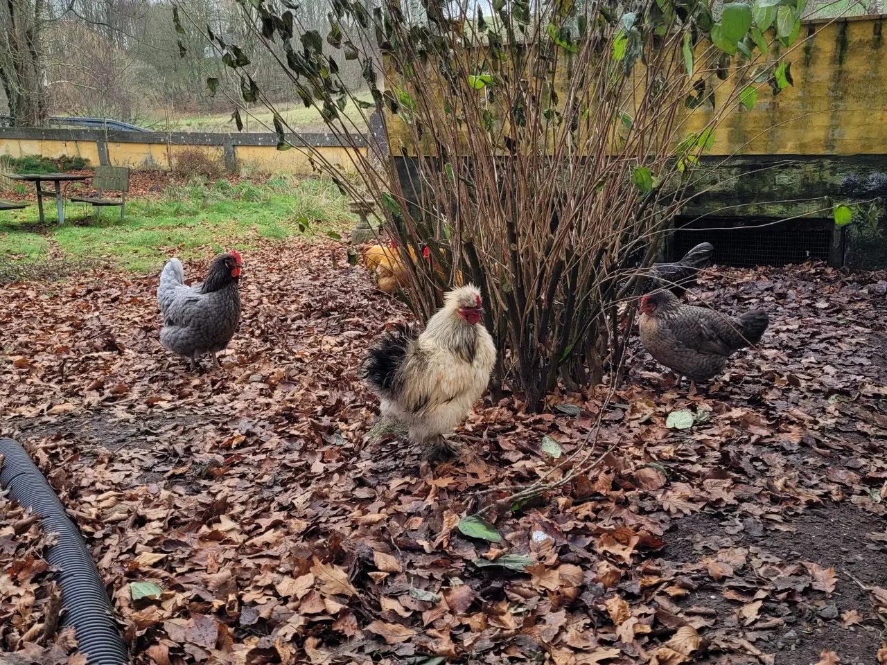 Billede 2 - Tre søde silkehaner sælges