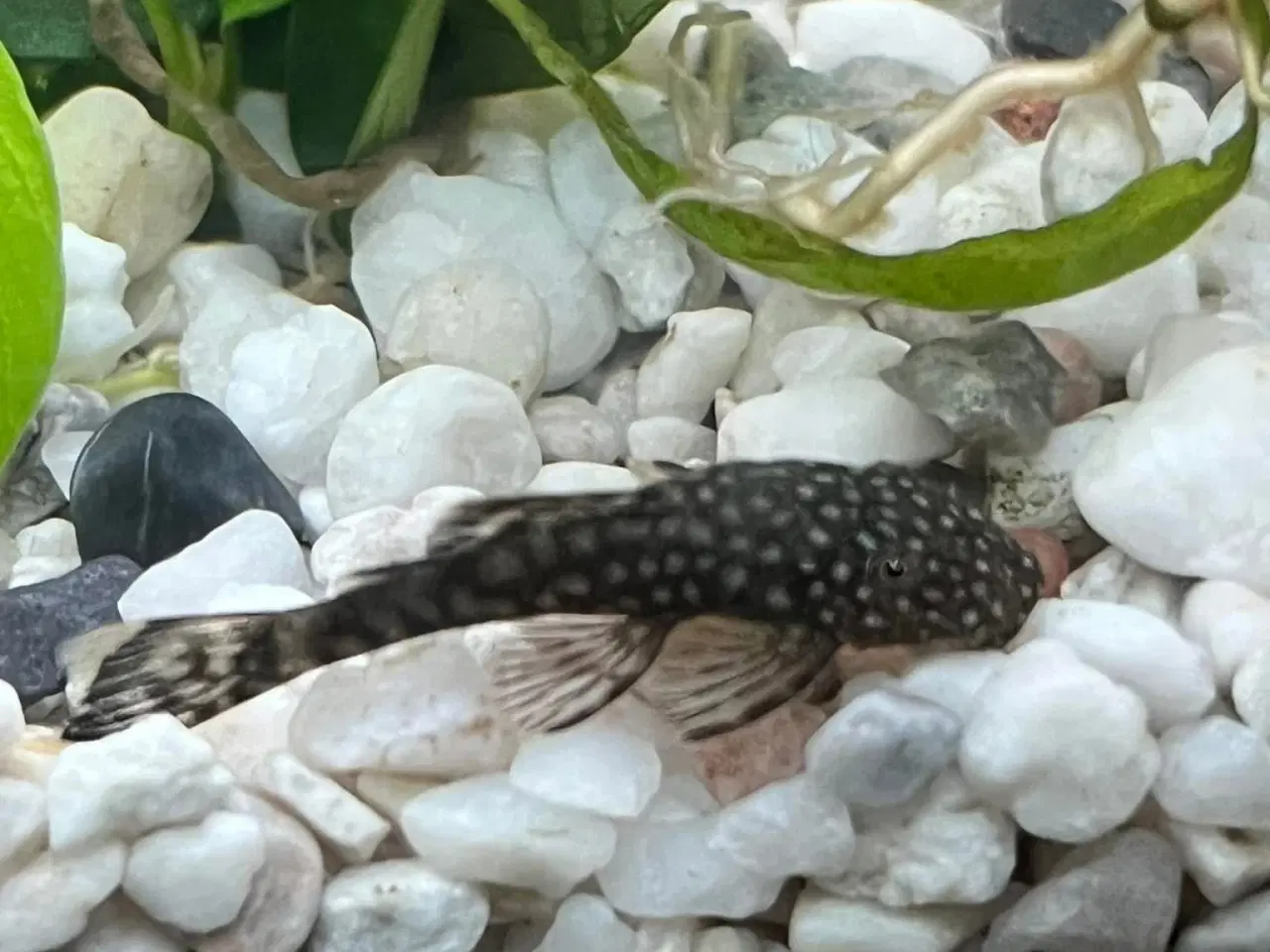 Billede 1 - Ancstrus sugmaller