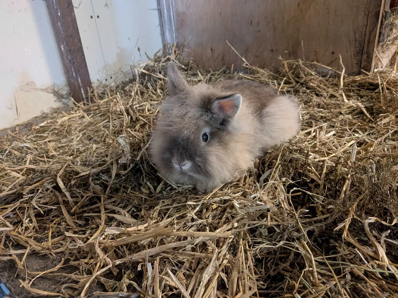 Billede 2 - To løvehoved han kaniner