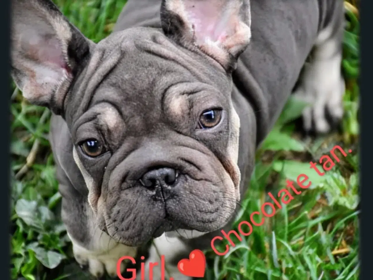 Billede 4 - Fransk bulldog 