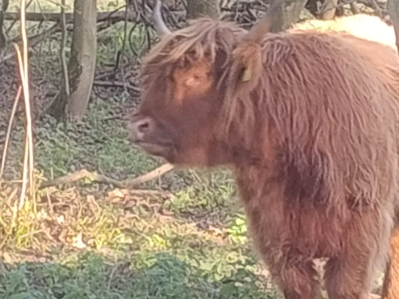 Billede 7 - Skottekvie sælges