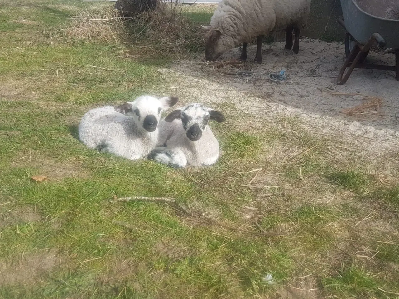 Billede 2 - Lam til salg i 6818