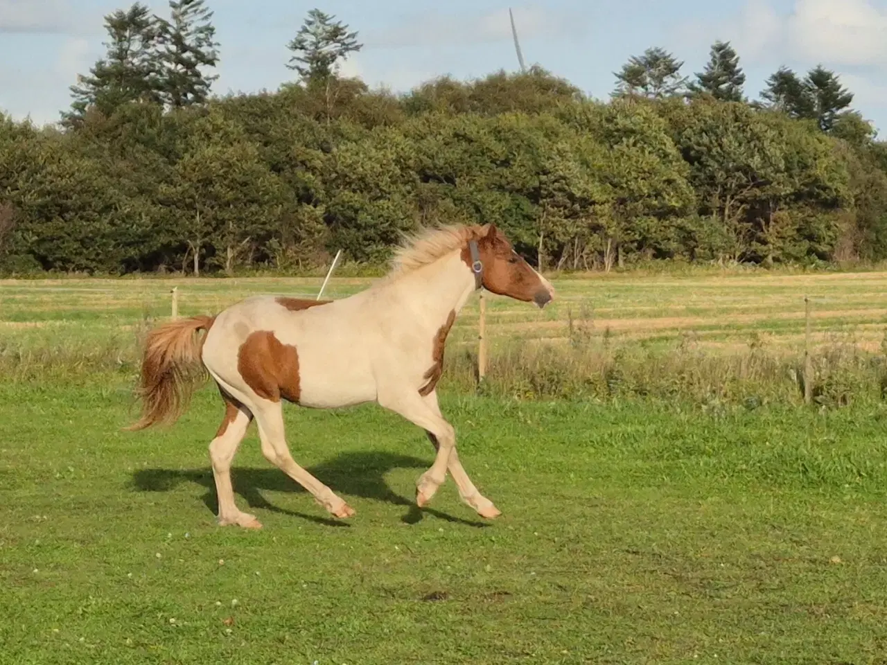 Billede 9 - Pinto hingst 2 år 