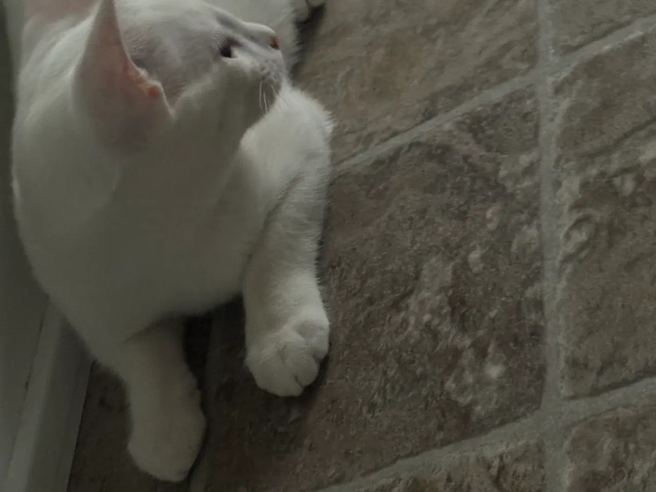 Billede 4 - Søge nyt og trygge hjem