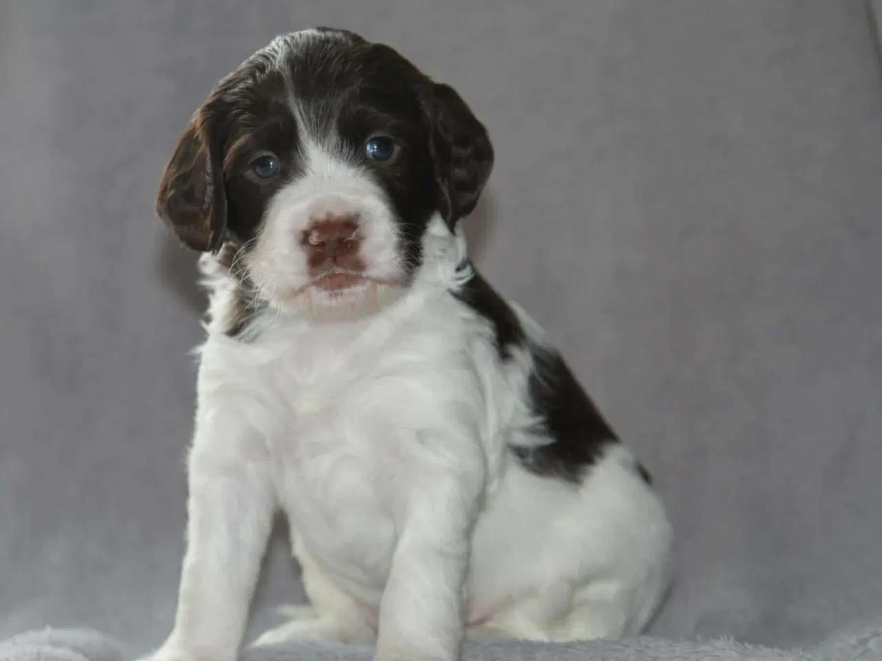 Billede 7 - Dansk svensk gårdhund/Ft. Cocker spaniel